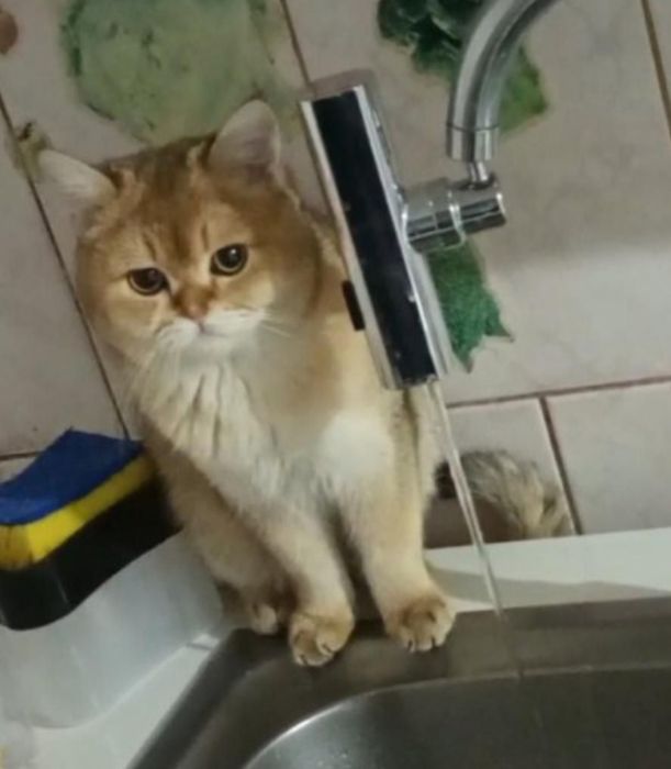 Скоттиш страйт британская кошка кот британский шиншилла золотая