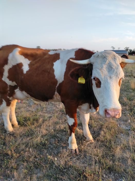 Vând Vaca prima fatare