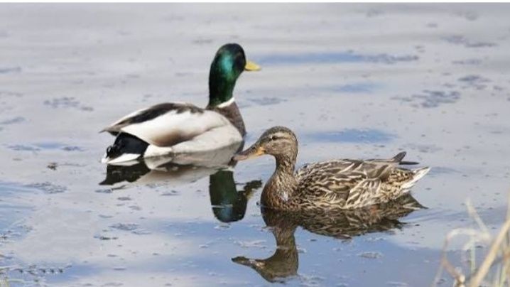 Продам уток кряква