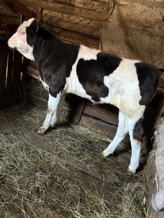 Vitea baltata romaneasca