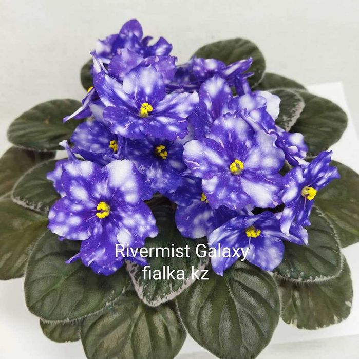 Комнатные фиалки, продам фиалки!!!