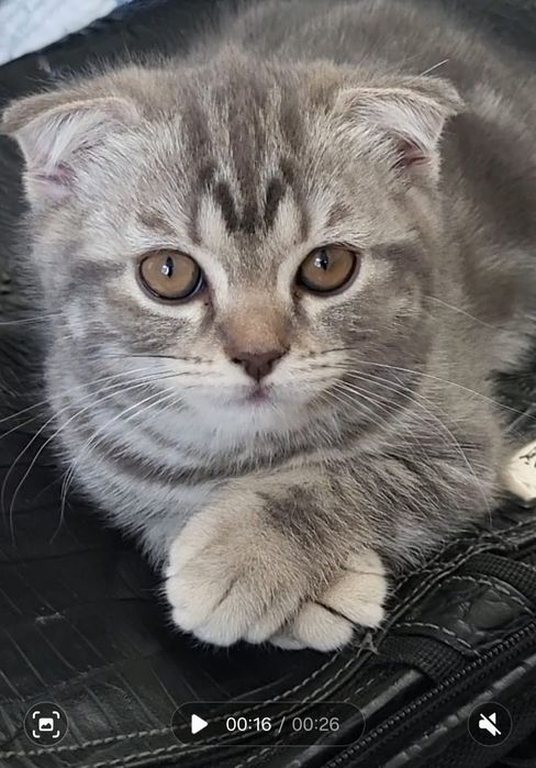 Вислоухие котята