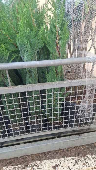 Vând tuia leylandii și alte specii de plante