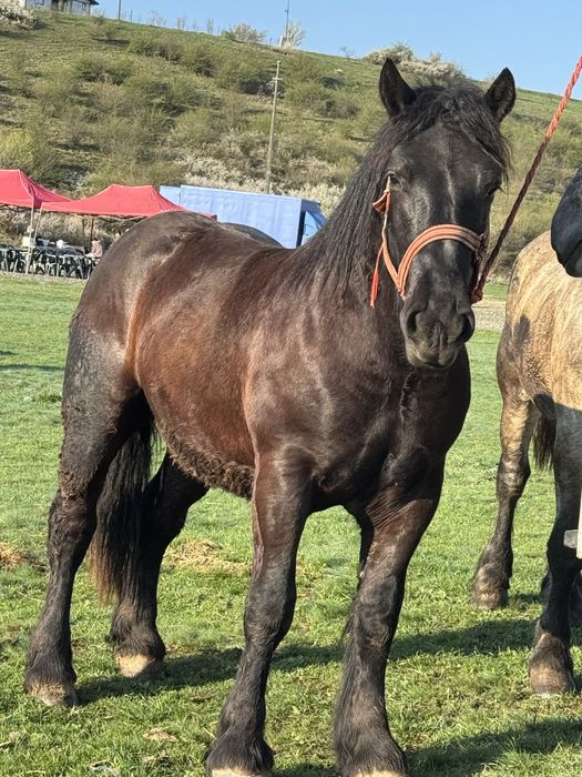 Vand manz negru corb