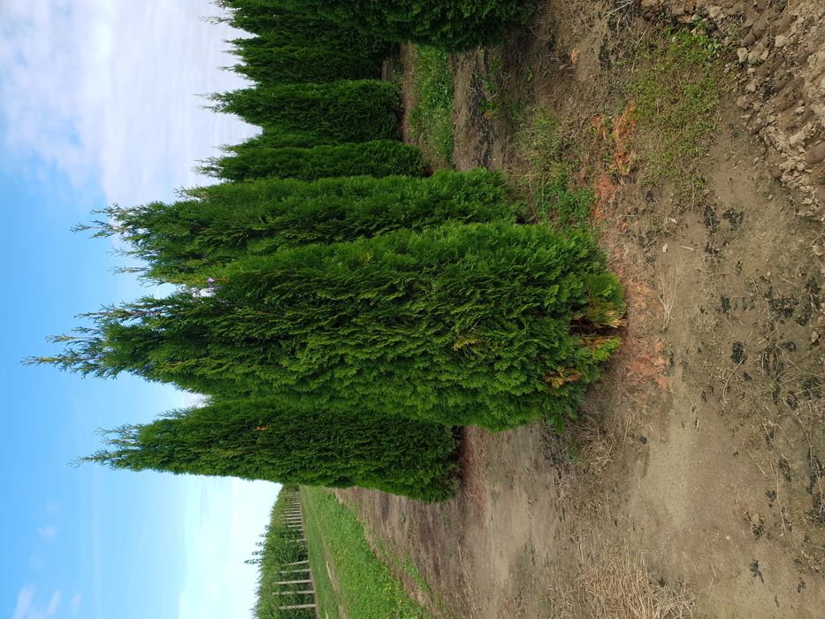 Tuia de mai multe dimensiuni