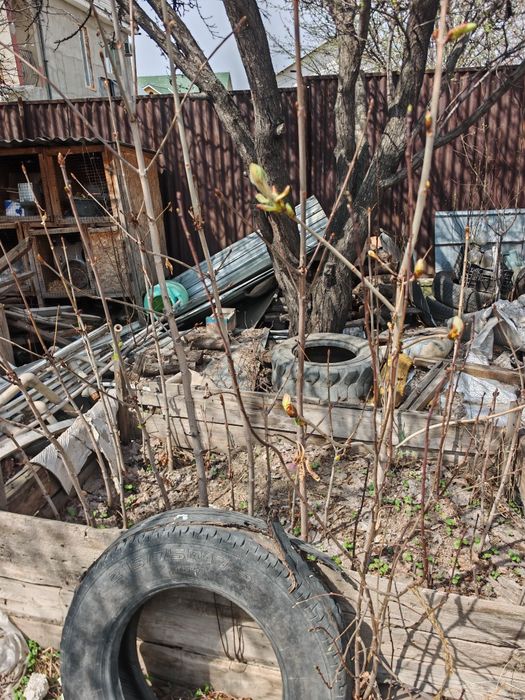 Каштаны( саженцы)