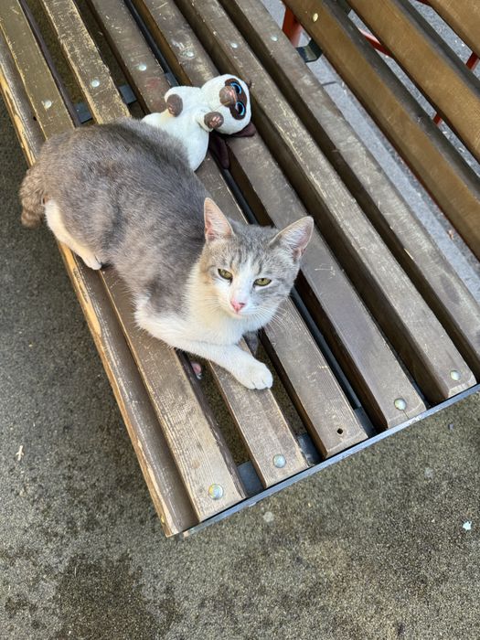 Отдам даром молодого котика