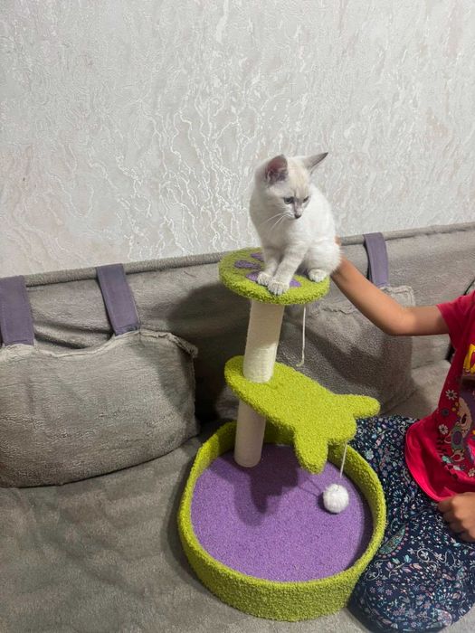 Отдам бесплатно кота