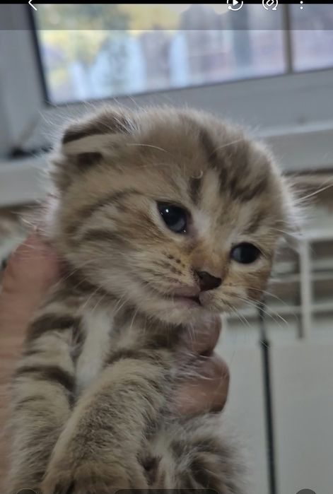 Котята 1.5 месяца