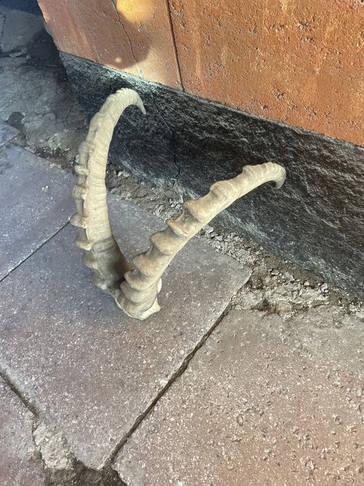 продам рога горного барана