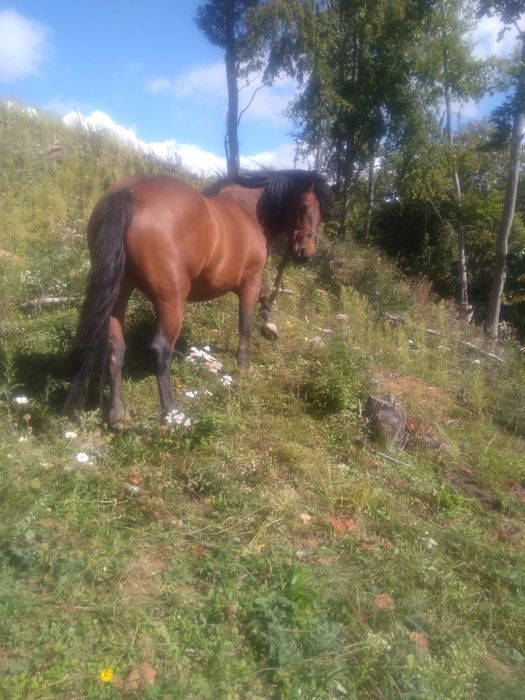 Iapa de vanzare de 3 ani