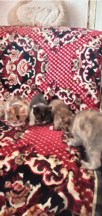 Отдам котят в хорошие руки