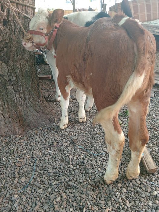 Vând vițica și tăuraș belgian