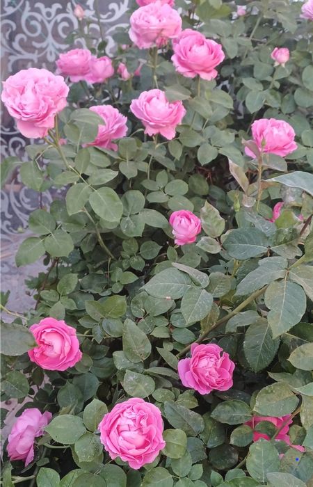 Цветы     цветы.