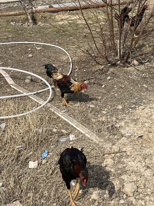 Бойцовый тауықтар дакан қораз