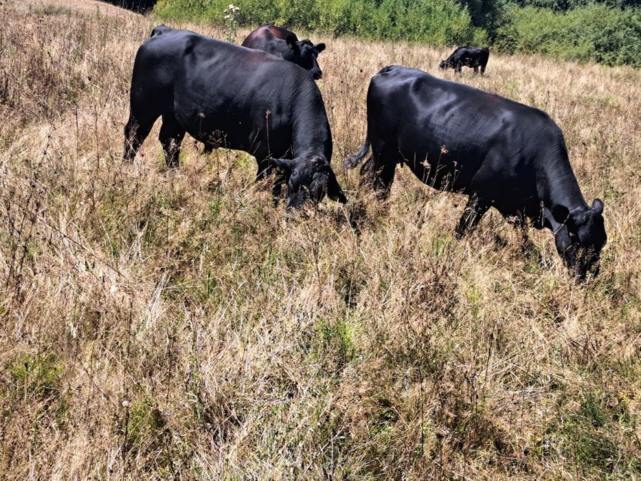 Vaca Angus cu vitel