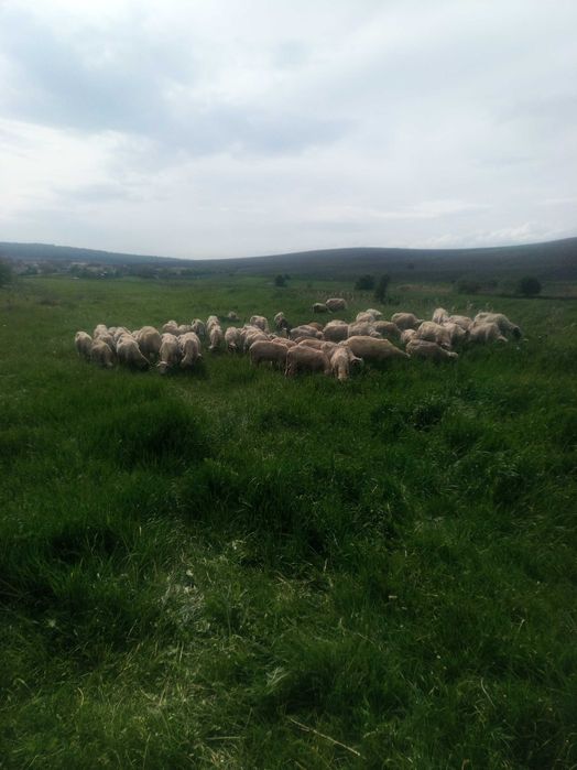 De vânzare 25 de miei