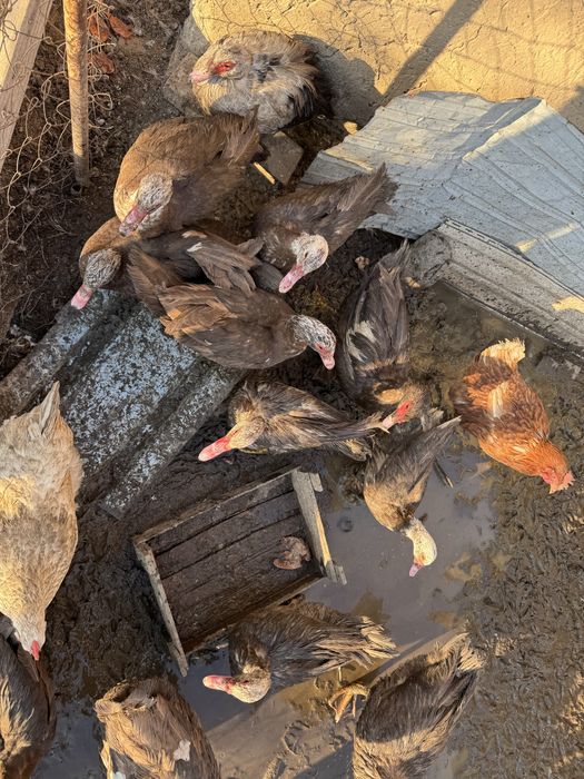 Индоутки продаем домашные …