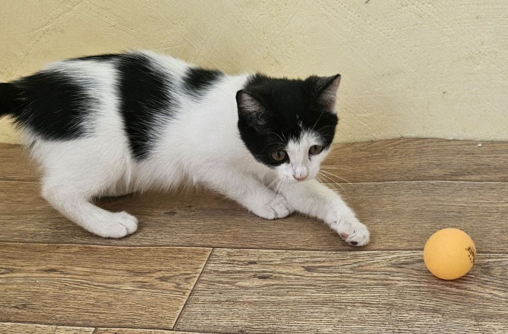 Котенок ищет дом