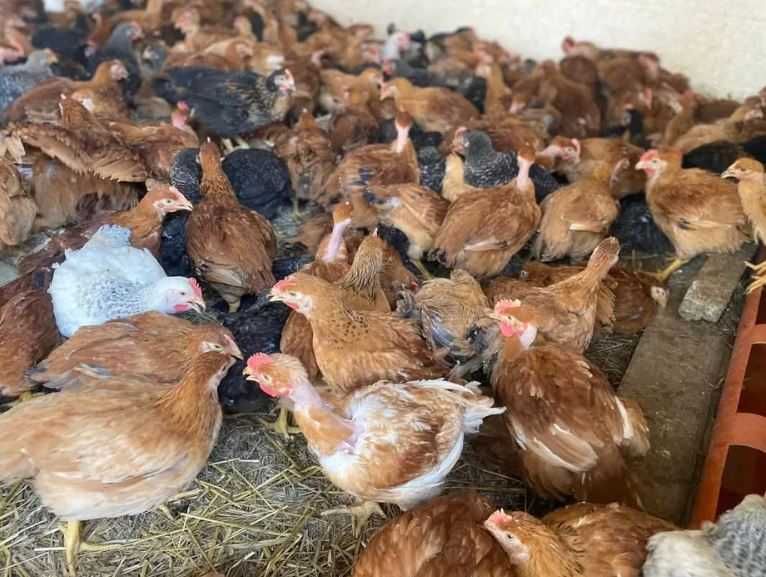 Pui alb de carne si de rasa mixta