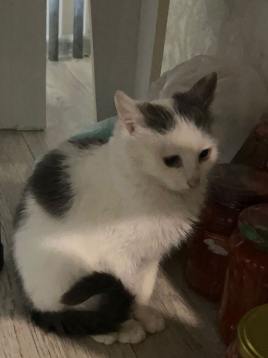 Кошка домашняя умная