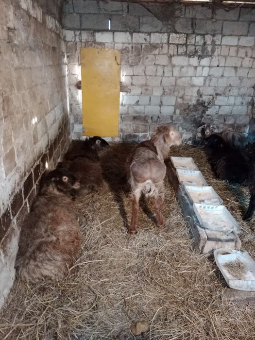 8 бас еркек токтылар сатылады.