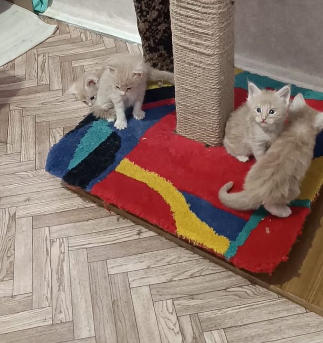 Котята Мейн кун продам