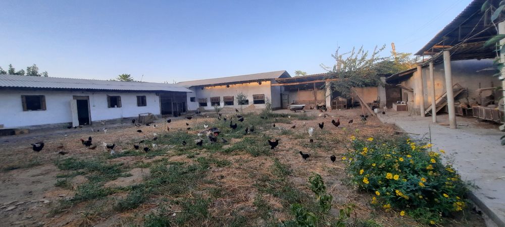 Срочно ферма участка сотилади