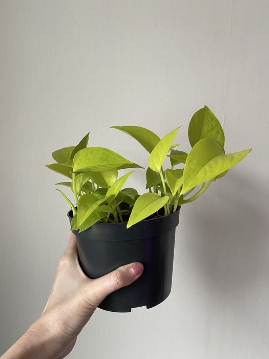 Эпипремнум лиана неон лайм