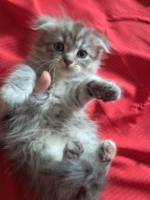 Продам британских котят!