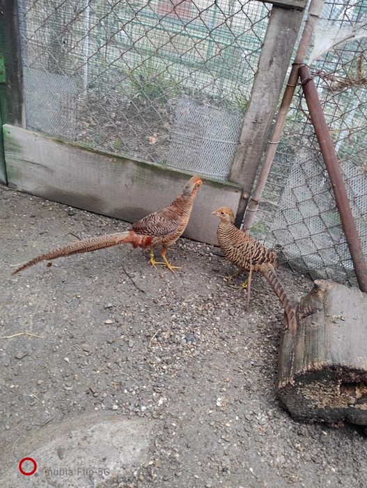 Pereche fazani auriu pe roșu dau și la schimb