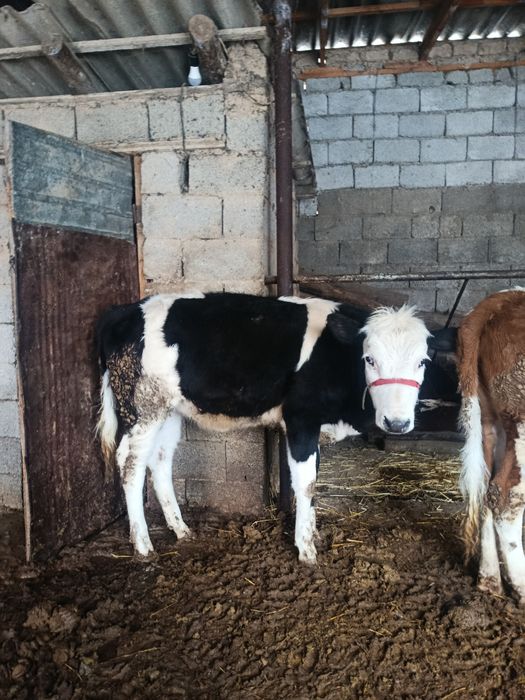 Ургашы ғунажин  сатылады