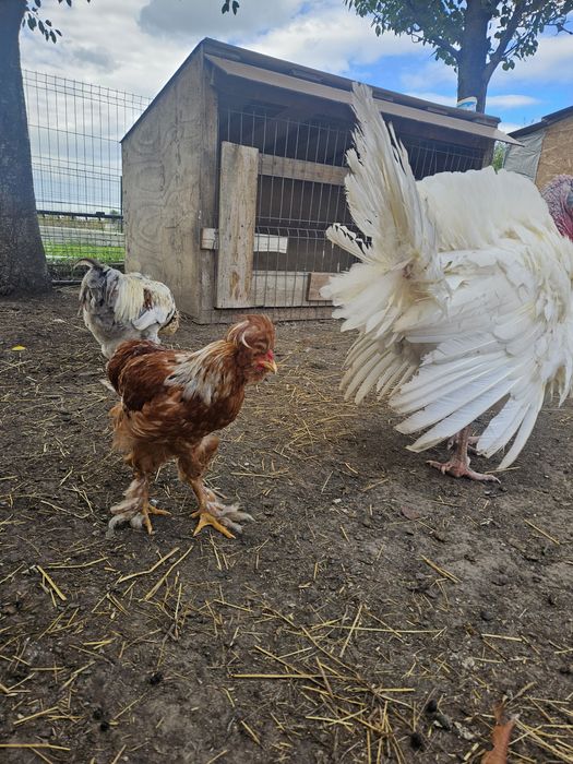 Cocosi de vanzare moțați si încălțați