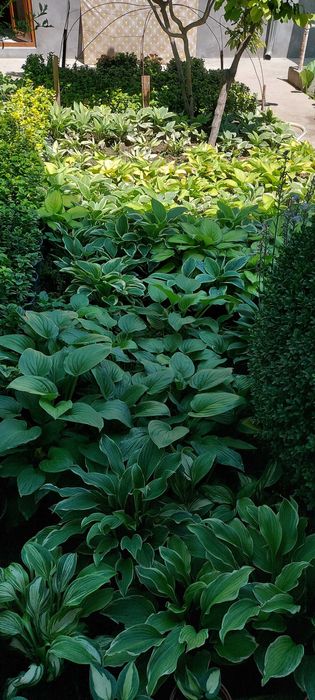 Хоста многолетний