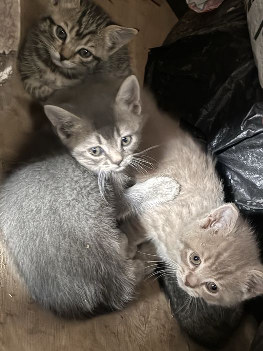 Котята в добрые руки - бесплатно