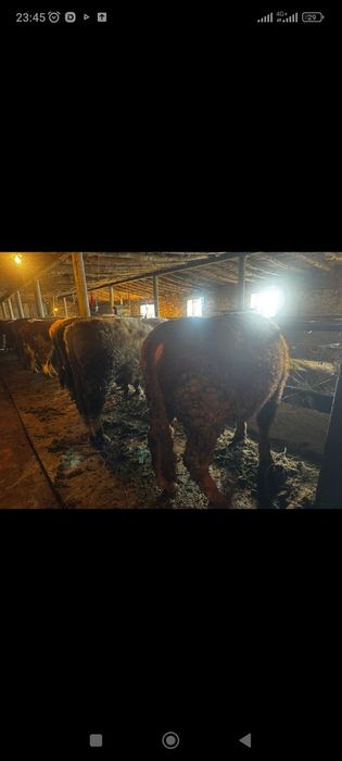 Бычок ,откорм сатылады