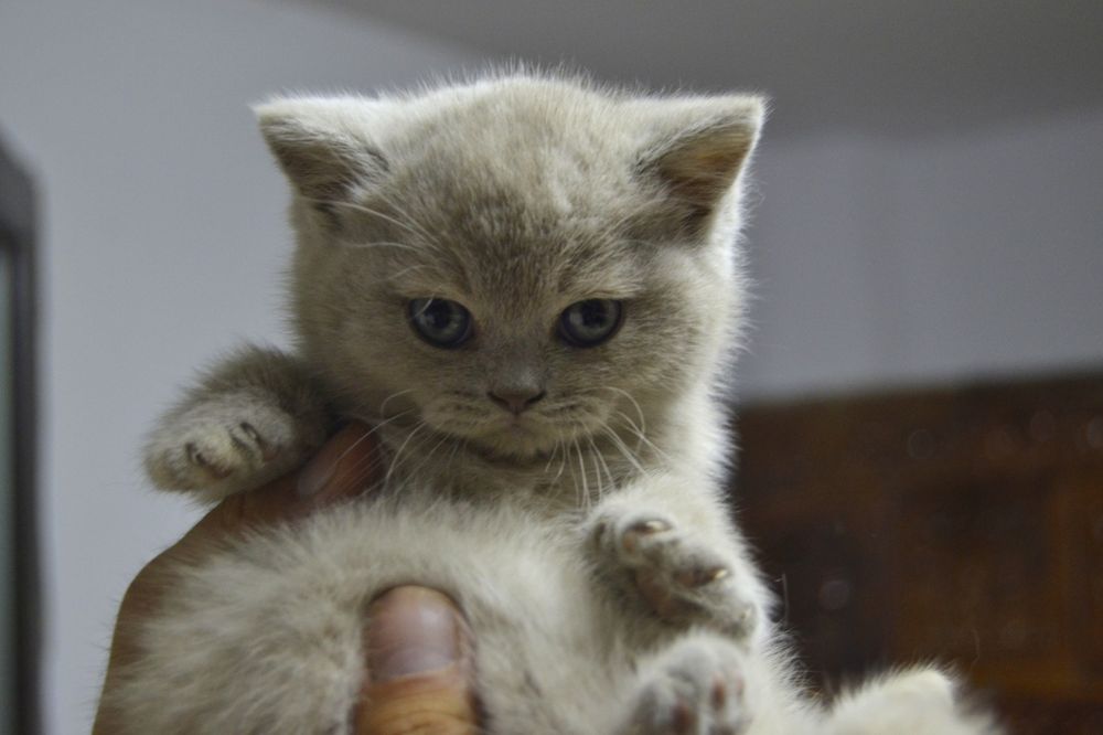 Pisicuta british shorthair lilac cu pedigree