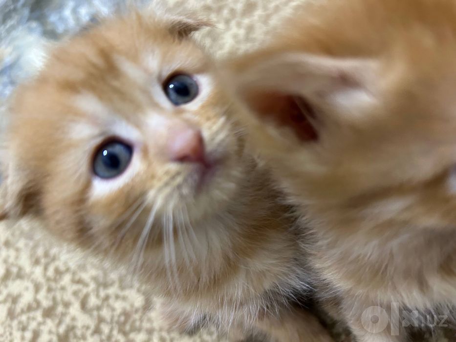 вислоухие котята