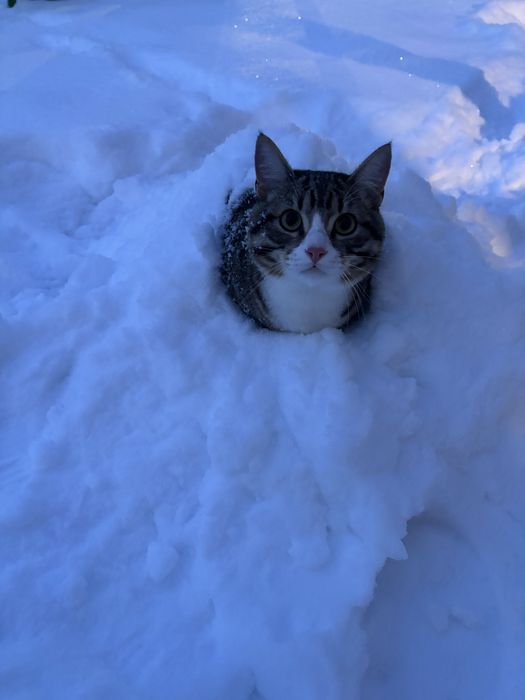 Кота в добрые руки