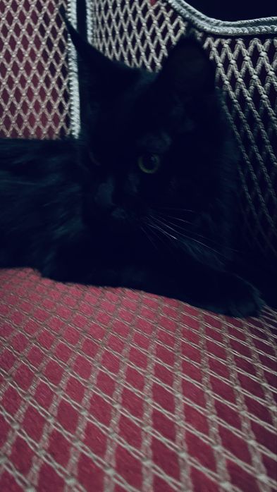 Мейн кун девушка 6 мес