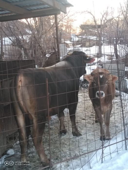 Продам быка быка