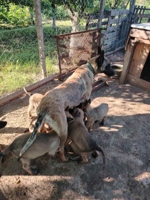 Белгийска овчарка малиноа