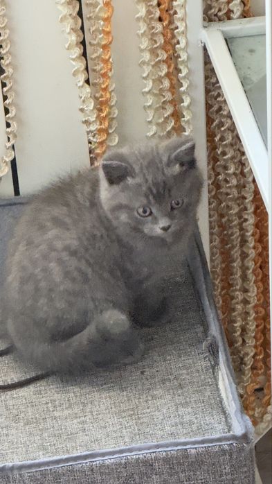 Котята.