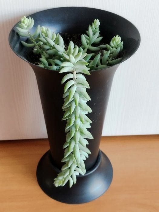 Продам комнатные растения