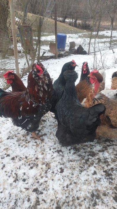 Oua incubat de la gaini motate,cu barba si cu gatul gol