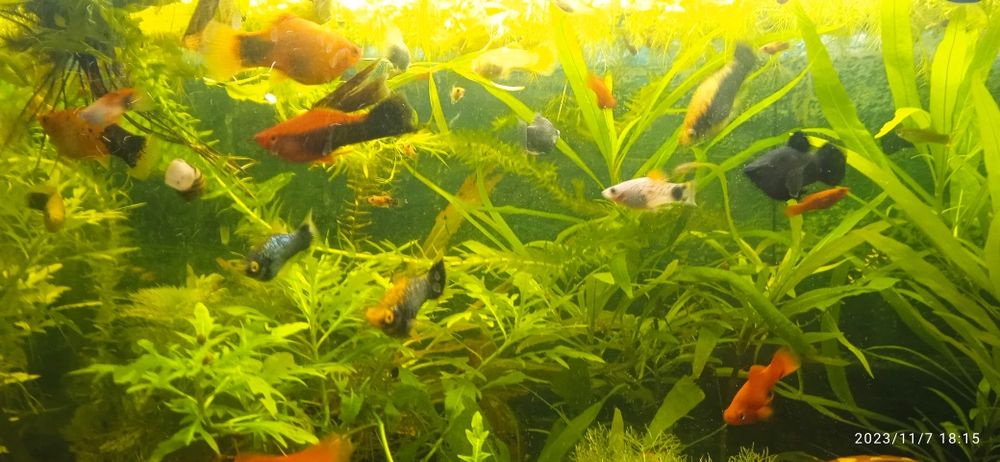 Аквариум 250 литров с рыбой