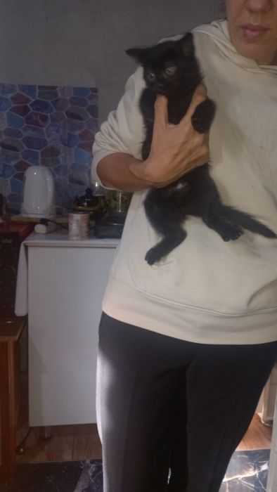 Котята в хорошие руки