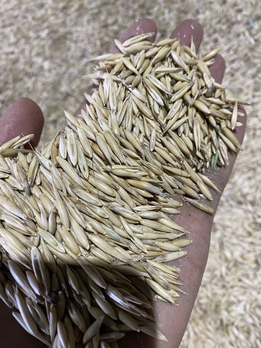 Продам Овес,                          Сұлы сатамын