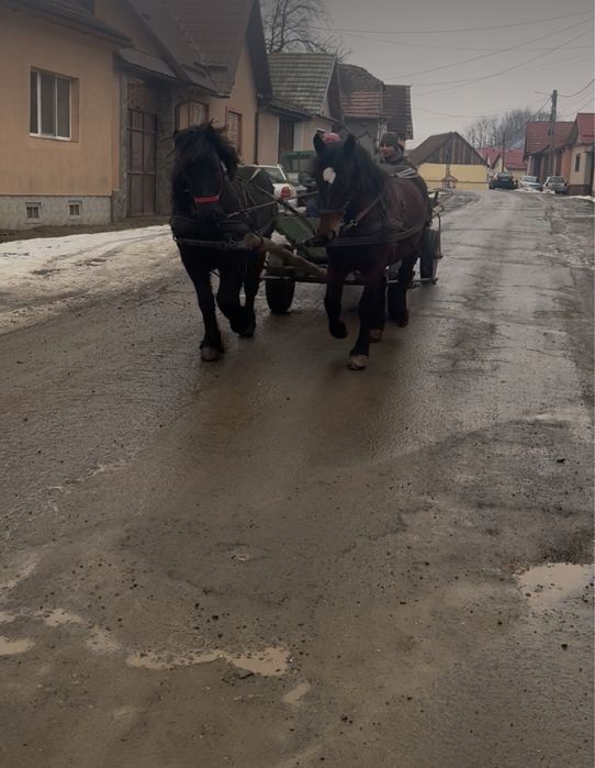 Vand manz de 1 an si 9 luni