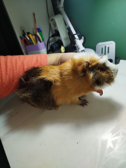 Продаются морские свинки